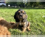 Small #11 Cocker Spaniel