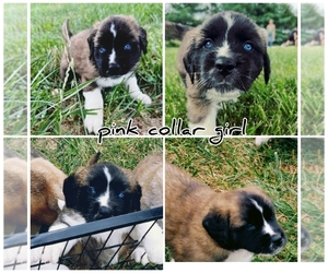 Saint Bernard-Siberian Husky Mix Puppy for sale in ONONDAGA, MI, USA
