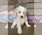 Goldie - Female Portuguese Water Dog Puppy for Sale - Photo #3