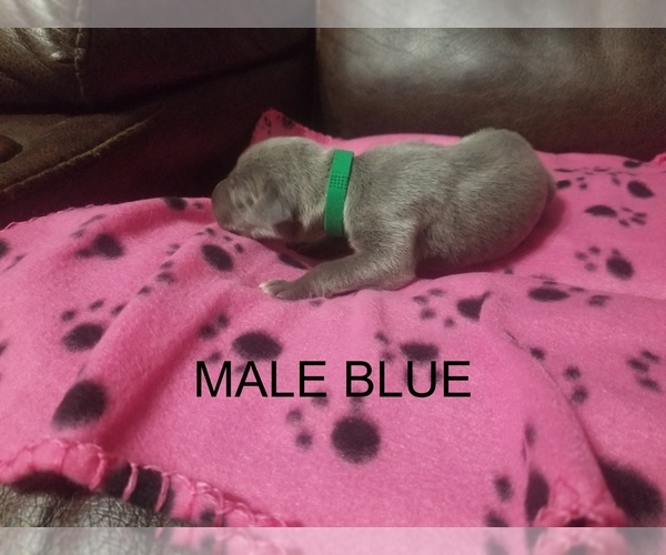 Medium Photo #4 Great Dane Puppy For Sale in CLAYTON, NC, USA