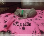 Small Photo #4 Great Dane Puppy For Sale in CLAYTON, NC, USA