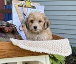 Small #1 Yorkshire Terrier