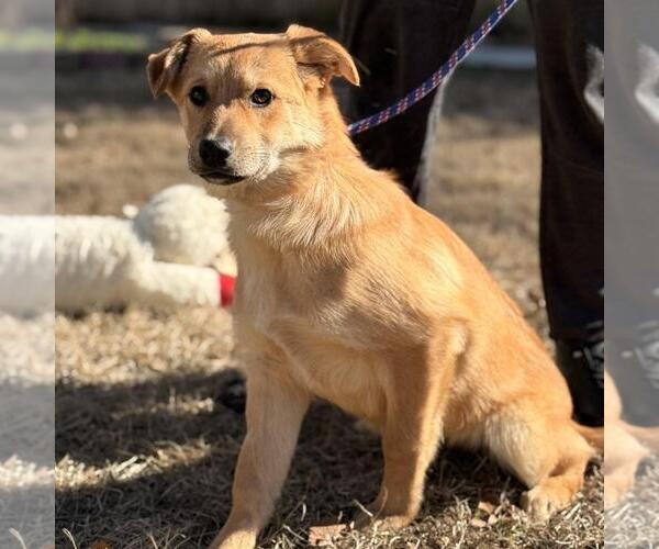 Medium Photo #2 Labrador Retriever-Unknown Mix Puppy For Sale in Yardley, PA, USA