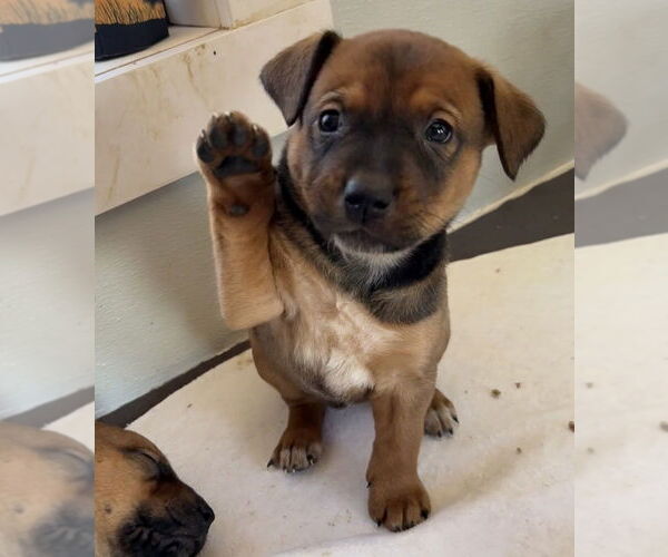 Medium Photo #2 Labrador Retriever-Unknown Mix Puppy For Sale in Bolivar, MO, USA