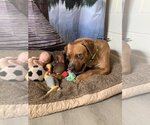 Small #8 Mutt