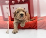 Small Photo #10 Goldendoodle Puppy For Sale in SACRAMENTO, CA, USA