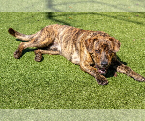 Medium Photo #4 Mutt Puppy For Sale in Hilton Head, SC, USA