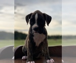 Small Photo #10 Boxer Puppy For Sale in WAUCHULA, FL, USA