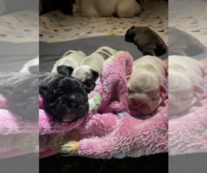 French Bulldog Puppy for sale in GERBER, CA, USA