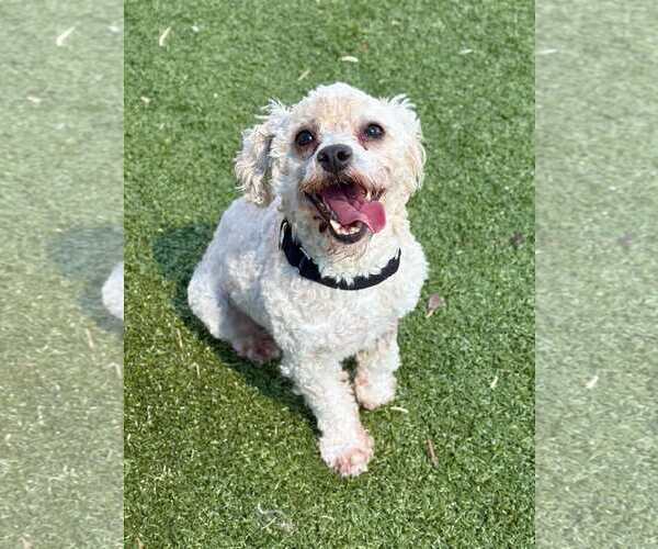 Medium Photo #5 Poodle (Miniature)-Unknown Mix Puppy For Sale in Woodbury, NY, USA