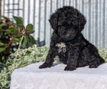 Small #2 Poodle (Toy)