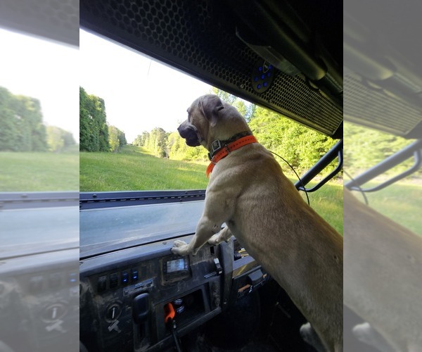 Medium Photo #7 Black Mouth Cur Puppy For Sale in ROYSE CITY, TX, USA