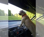 Small #6 Black Mouth Cur