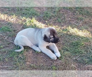 Anatolian Shepherd Puppy for sale in ELK FALLS, KS, USA