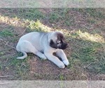 Small Anatolian Shepherd