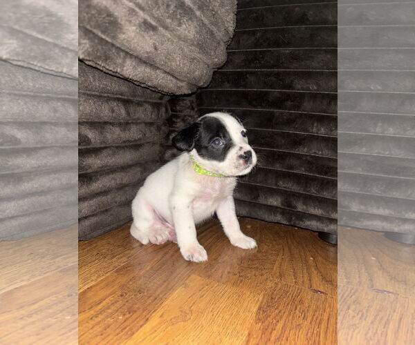 Medium Photo #3 Labrador Retriever-Unknown Mix Puppy For Sale in The Woodlands, TX, USA