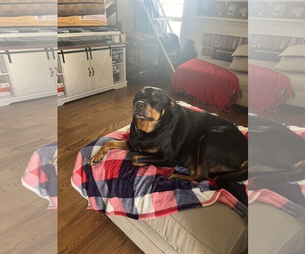 Medium Photo #12 Rottweiler Puppy For Sale in Tustin, CA, USA