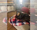 Small #11 Rottweiler