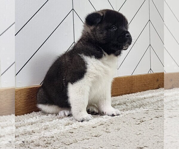 Medium Photo #16 Akita Puppy For Sale in STRAFFORD, MO, USA