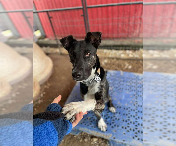 Medium Photo #8 Mutt Puppy For Sale in Foristell, MO, USA