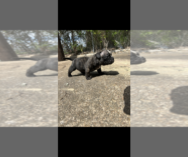 Medium Photo #5 American Bully Puppy For Sale in HOUSTON, TX, USA
