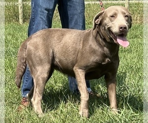 Mother of the Labrador Retriever puppies born on 06/26/2026