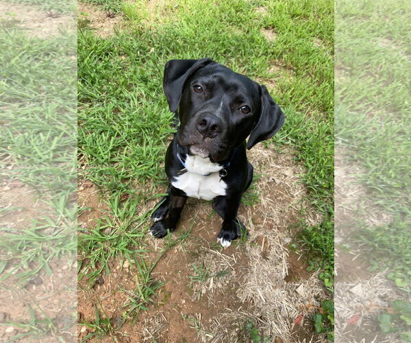 Medium Photo #6 Labrador Retriever-Unknown Mix Puppy For Sale in Blairsville, GA, USA