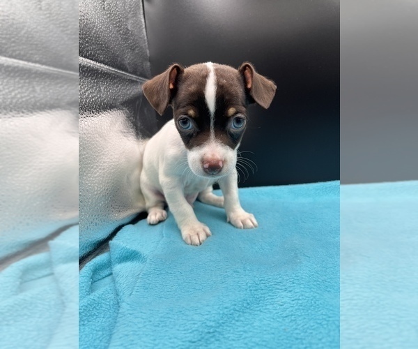 Medium Photo #5 Jack Chi Puppy For Sale in SAINT AUGUSTINE, FL, USA