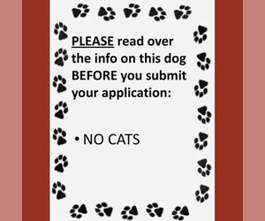 American Pit Bull Terrier-Unknown Mix Dogs for adoption in Fargo, ND, USA