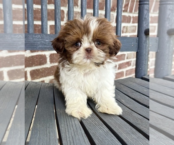 Medium Photo #5 Shih Tzu Puppy For Sale in INDIANAPOLIS, IN, USA