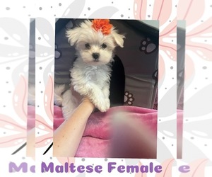Maltese Puppy for Sale in SPRINGFIELD, Tennessee USA