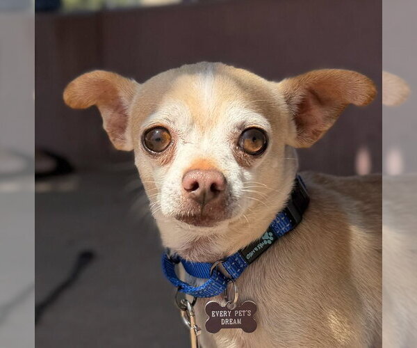 Medium Photo #6 Chihuahua Puppy For Sale in Santa Clara, CA, USA