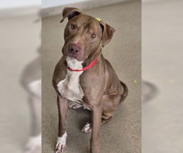 Medium Photo #2 Mutt Puppy For Sale in Oskaloosa, IA, USA