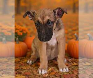 American Pit Bull Terrier-Unknown Mix Dogs for adoption in Talladega, AL, USA