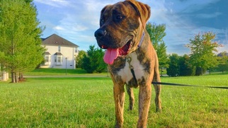 Presa Canario Dogs for adoption in UPPER MARLBORO, MD, USA