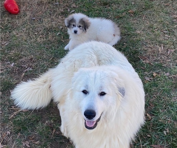 Medium Photo #15 Great Pyrenees Puppy For Sale in SILER CITY, NC, USA