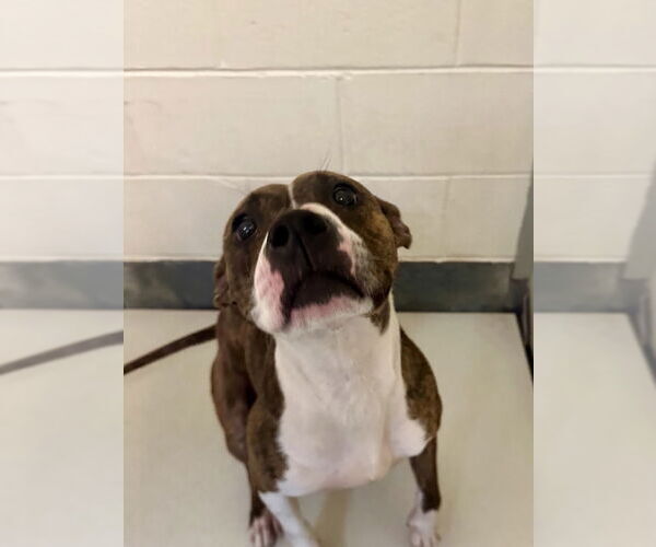 Medium Photo #2 American Pit Bull Terrier-Unknown Mix Puppy For Sale in Glen Allen, VA, USA