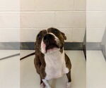 Small #1 American Pit Bull Terrier Mix