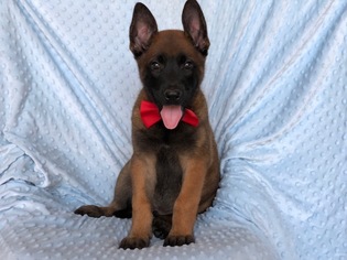 Belgian Malinois Puppy for sale in EAST EARL, PA, USA