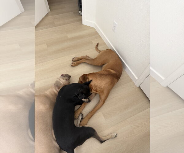 Medium Photo #3 Mastiff Puppy For Sale in Goodyear, AZ, USA