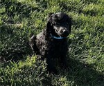 Puppy Aqua Poodle (Standard)