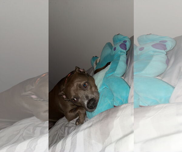 Medium Photo #2 American Pit Bull Terrier-Unknown Mix Puppy For Sale in Miami, FL, USA