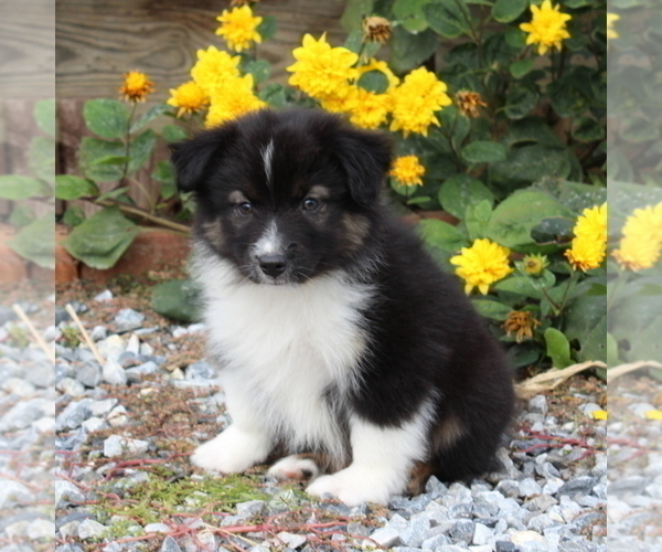 Medium Photo #1 Australian Shepherd Puppy For Sale in STRASBURG, PA, USA
