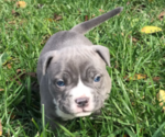 Small Photo #8 American Bully Puppy For Sale in NIXA, MO, USA