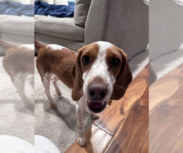 Medium Photo #3 Beagle-Unknown Mix Puppy For Sale in Minneapolis, MN, USA