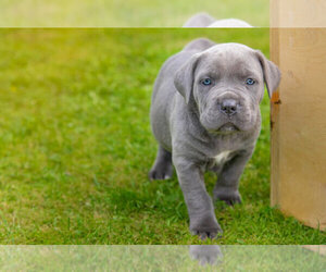 Cane Corso Puppy for sale in RALEIGH, NC, USA