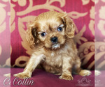 Small Photo #2 Cavalier King Charles Spaniel Puppy For Sale in MIAMI, FL, USA