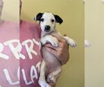 Small Photo #3 Boxador Puppy For Sale in Denton, TX, USA