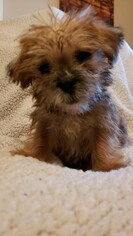Shih-Poo Puppy for sale in BARRINGTON, IL, USA
