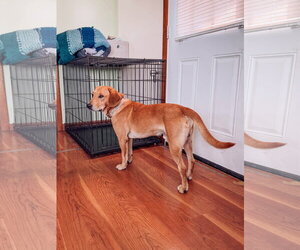 Weller - Male Labrador Retriever-Unknown Mix Dog for Adoption - Photo #4
